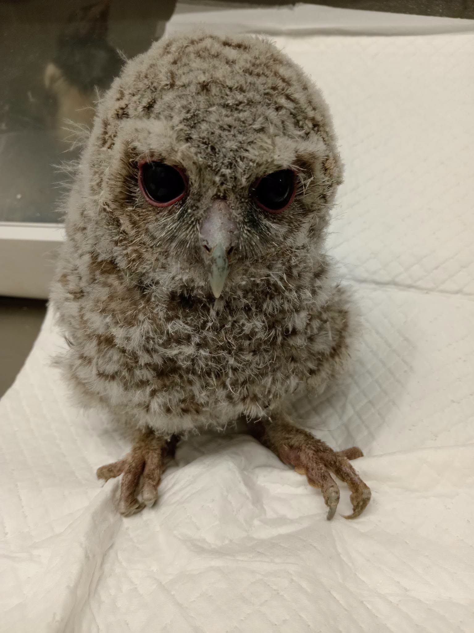 Young owl in care