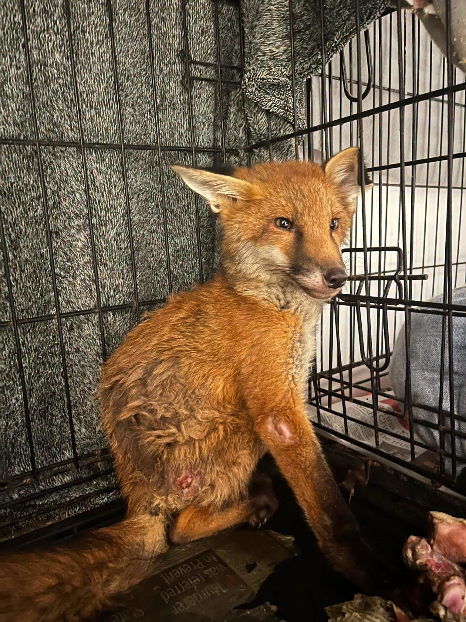 A fox recovering at the rescue