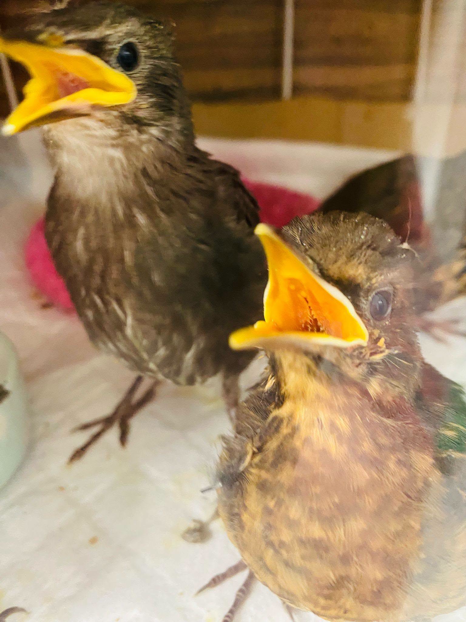 Two young birds being fed