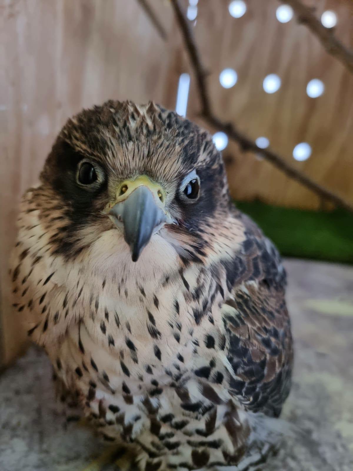 Young bird of prey in care