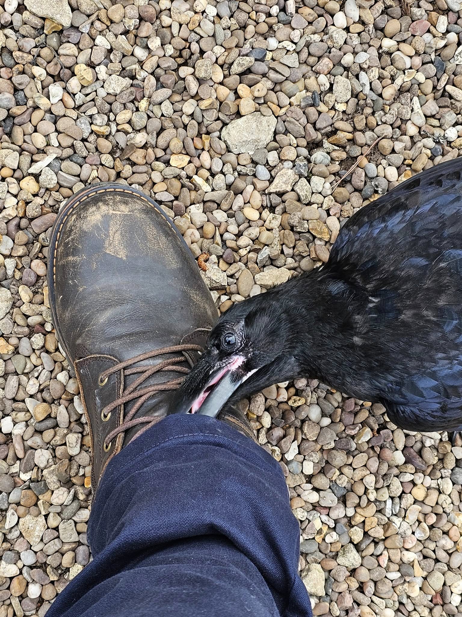 Crow being supported by a rescuer