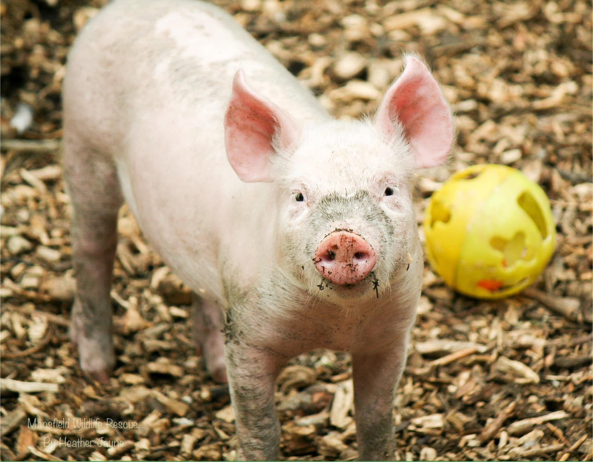 Piglet in the rescue area