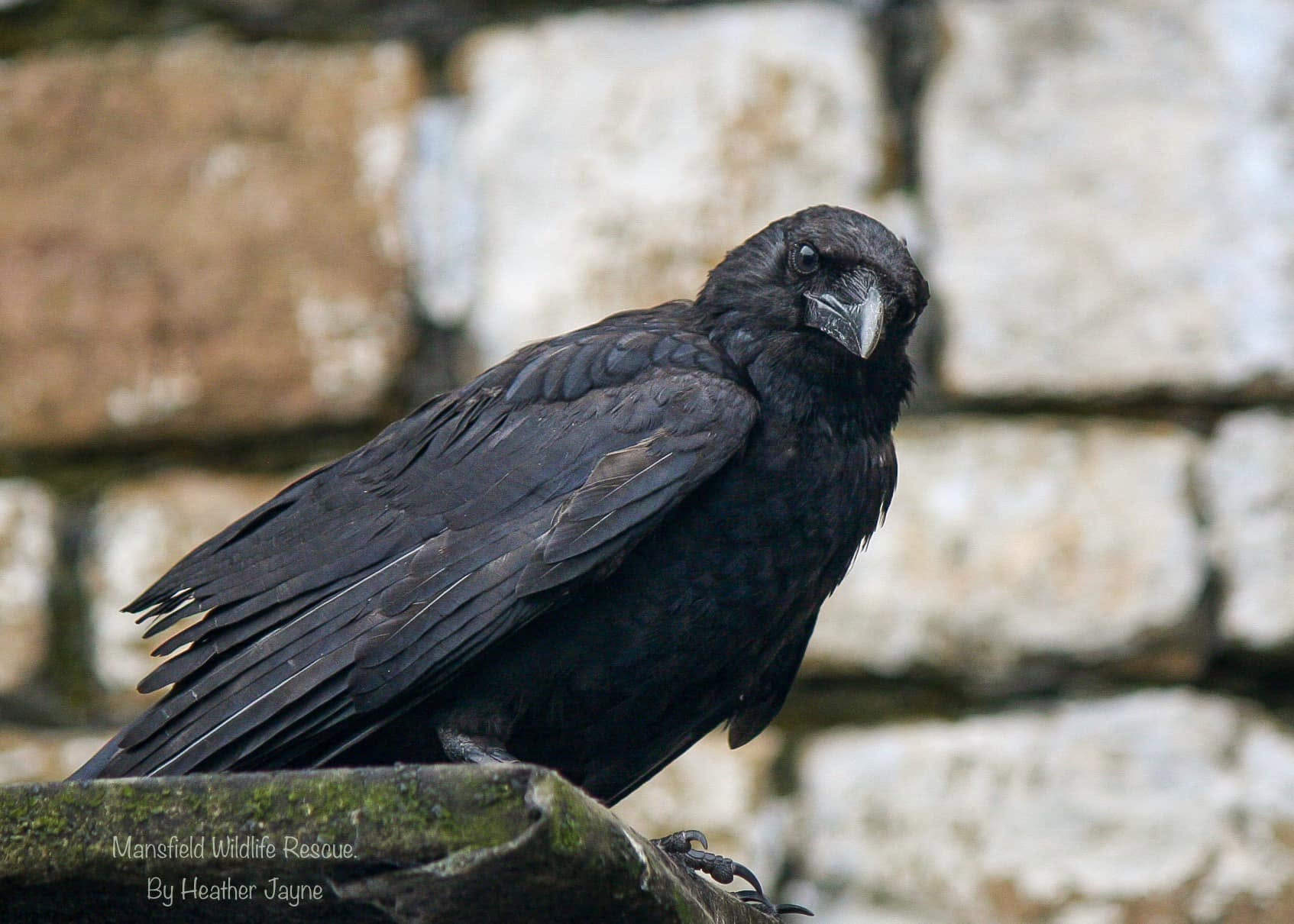 Crow perched outdoors