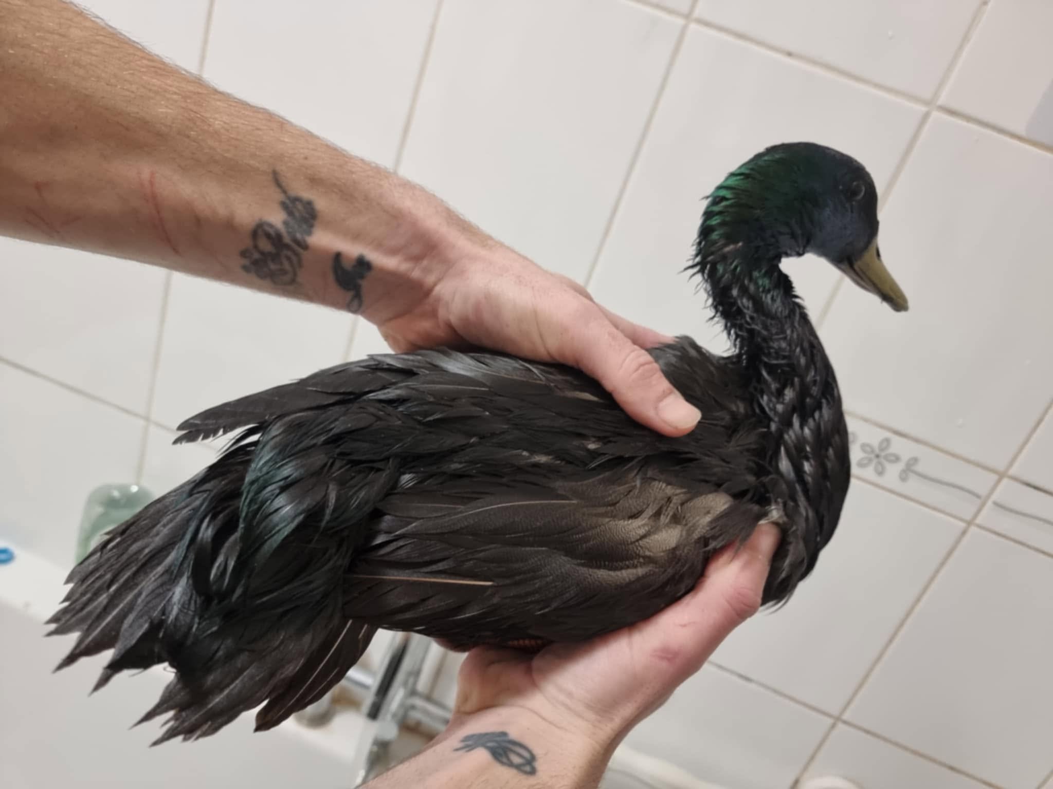 Duck being cared for by a team member
