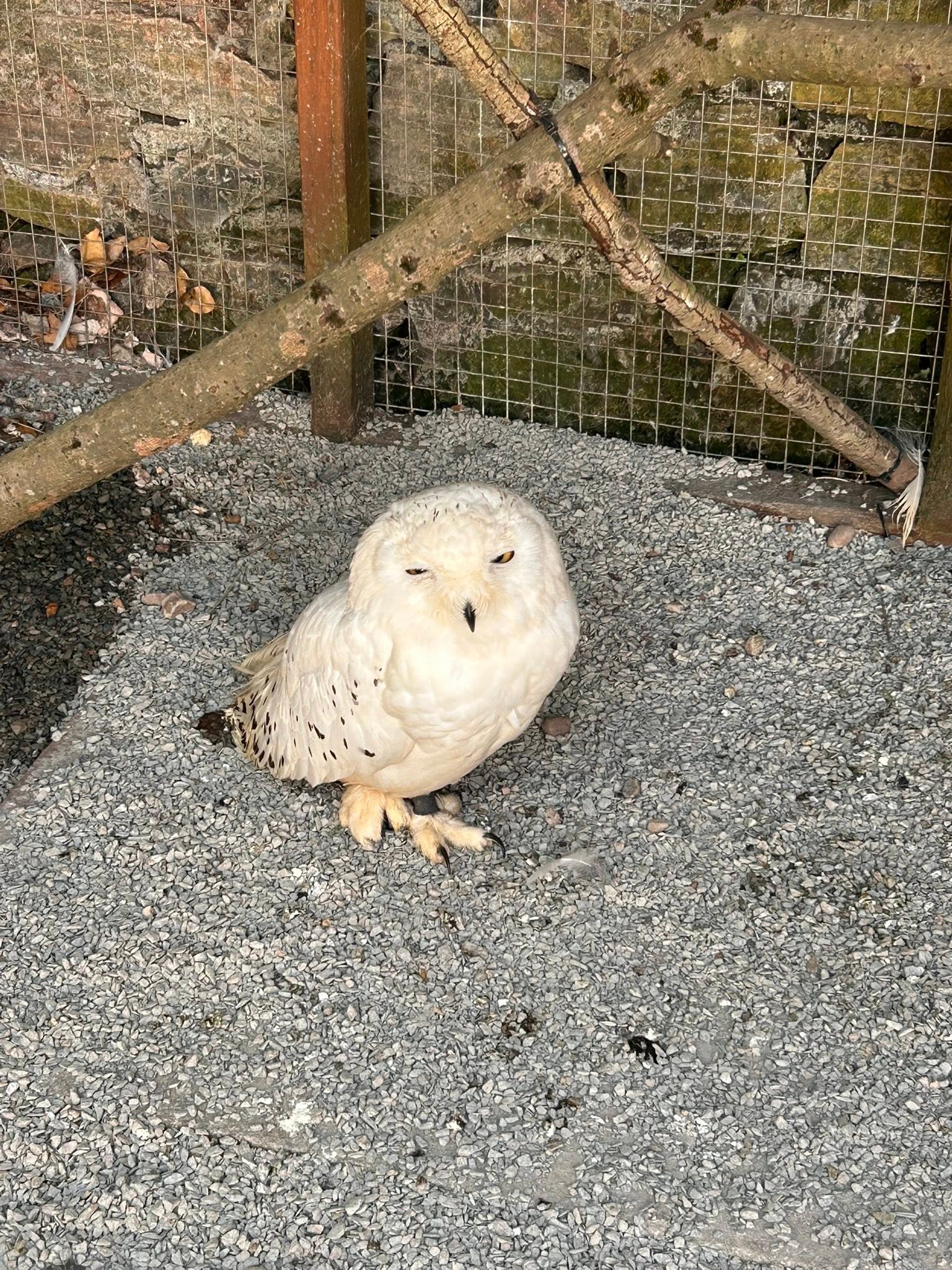 White owl in an outdoor enclosure