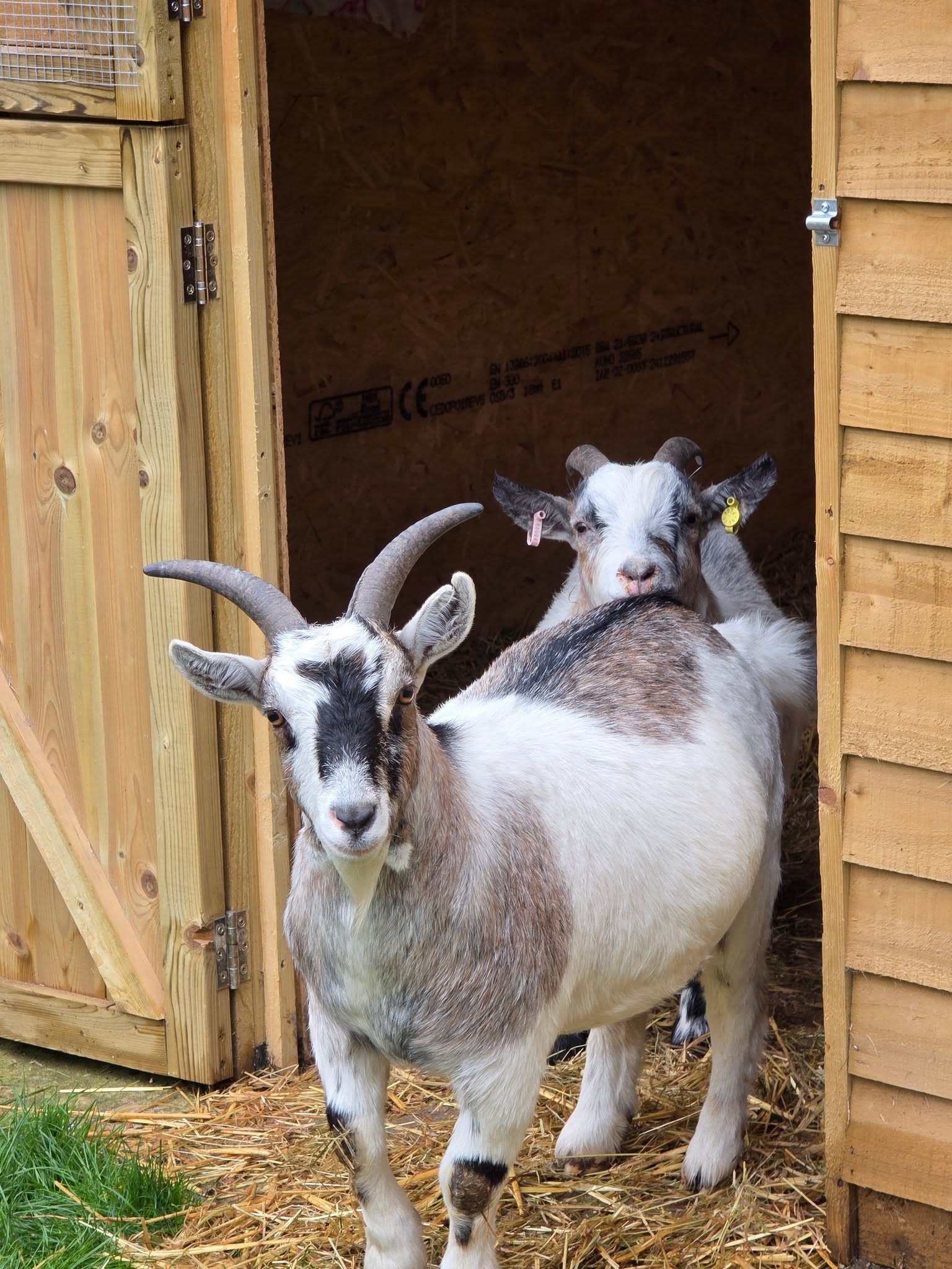 Two goats at the rescue centre