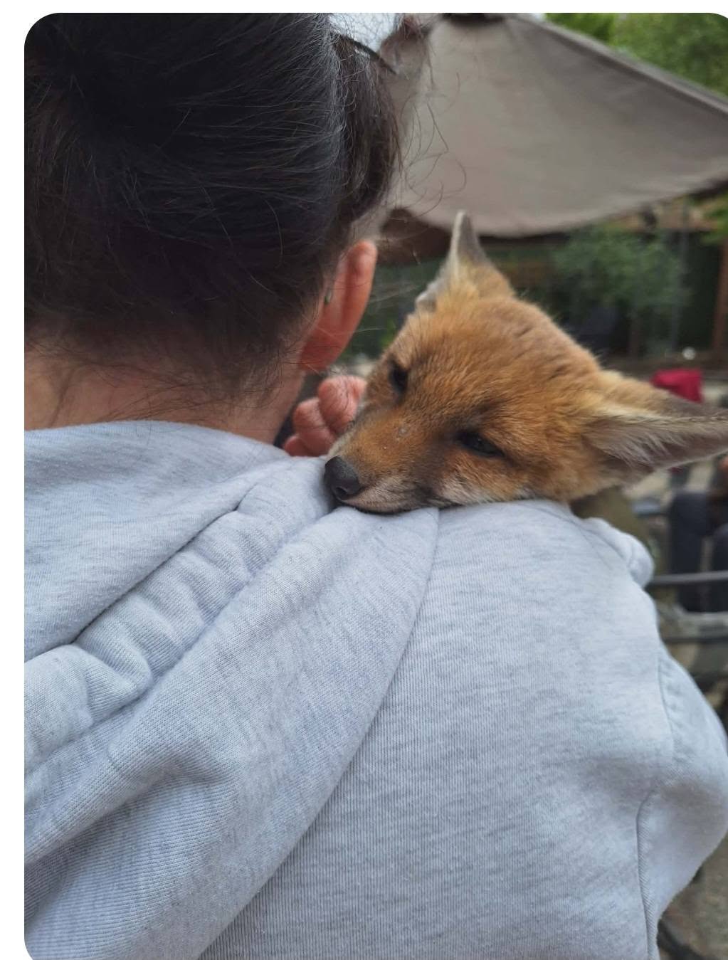 Fox resting against a rescuer